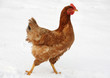 Chicken in Snow