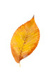 Photo: Beautiful yellow autumn leaf isolated on a white background Beautiful yellow autumn leaf isolated on a white background