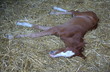 Newly born young foal