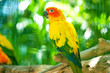 ����: Colourful parrot bird sitting on the perch � Elnur #28269018