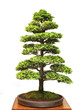 Hinoki Cypress