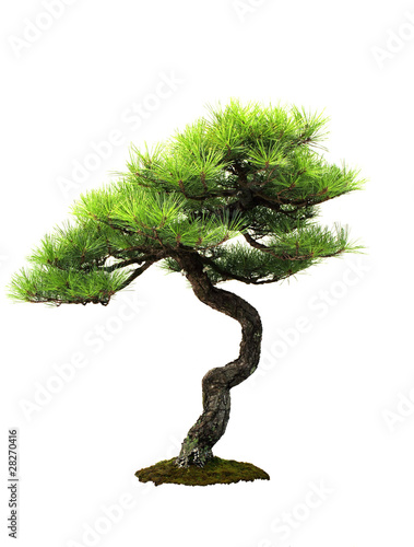 Photo: Japanese red pine - Pinus densiflora Japanese red pine - Pinus densiflora