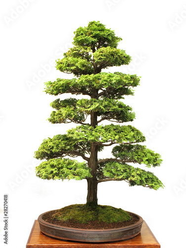 Photo: Hinoki Cypress Hinoki Cypress
