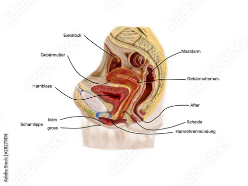 Illustration: weibliche organe weibliche organe