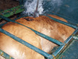 branding of cattle