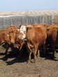 young cattle after branding