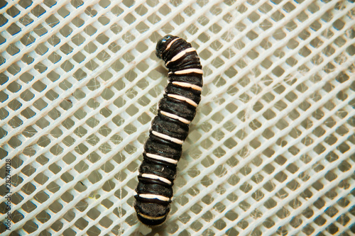 Photo: Butterfly Caterpillar Butterfly Caterpillar