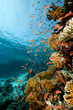 Photo: Fish. coral and ocean. Fish. coral and ocean.