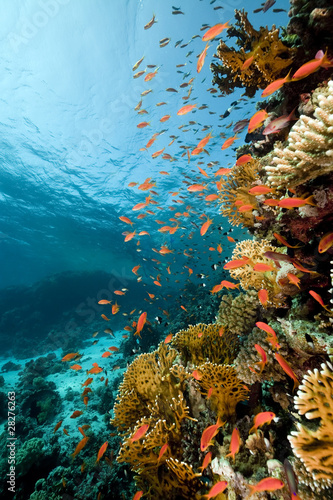 Photo: Fish. coral and ocean. Fish. coral and ocean.