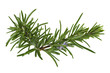 Rosemarinus Officinalis