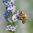 Honeybee collecting nectar on lavender Honeybee collecting nectar on lavender