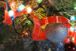 Branch for Christmas