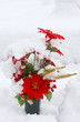 Poinsettia decoration standing in the snow Poinsettia decoration standing in the snow