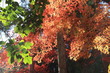 龍安寺の紅葉と青葉