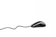 Computer mouse on white background