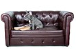 french Bulldogge liest Buch auf dem Sofa