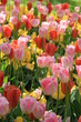 Tulipe