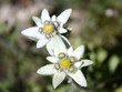 2 Edelweiss - Macro 2 Edelweiss - Macro