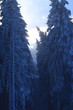 Sonne im Nebel zwischen verschneiten Tannen