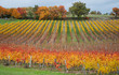 Photo: vineyard in autumn colours vineyard in autumn colours