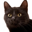 Black cat Black cat