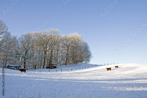 Foto: Schneebedeckte Winterweide im Gellowayrindern Schneebedeckte Winterweide im Gellowayrindern