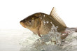 Carp