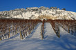 Vineyard in snow