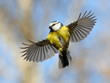 Frontal view of flying Blue Tit