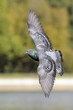 Flying dove with open wings