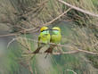 Couple of bee-eaters beak touch