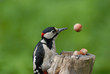 Great Spotted Woodpecker and Eluding Nut