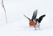 Winter Fight of Bullfinches