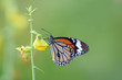 Thailand Butterfly on the Flower