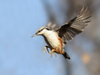 Nuthatch flying on blue and shadow backgroubd