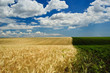 Foto: Wheat field Wheat field