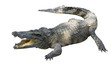 crocodile