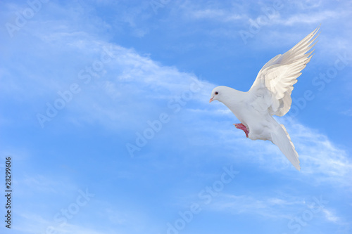 Photo: white dove in free flight under blue sky white dove in free flight under blue sky
