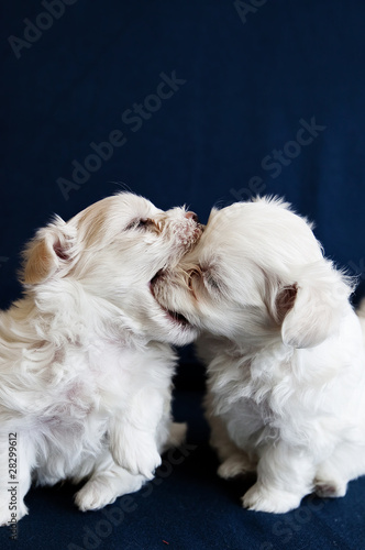 Photo: Puppy Fight Puppy Fight