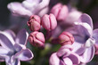 Buds of lilac