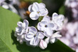 Branch of lilac