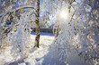 france,78,vallée de chevreuse : jardin sous la neige