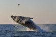 Breaching Humpback Whale