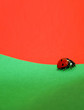 Ladybug Walking