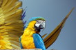 Parrot