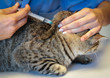 vaccination du chat vaccination du chat