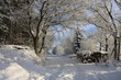 snowy forest