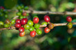 Coffee beans on plant Coffee beans on plant