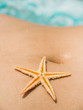 starfish
