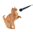 Kitten Singing